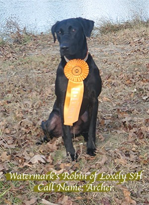 watermark srobinofloxely archer sm