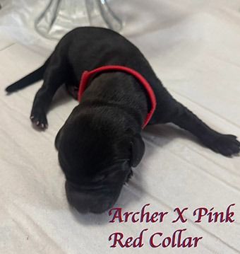 archerxpinkredcollar10
