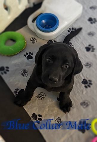 artisan1 15bluecollar2sm