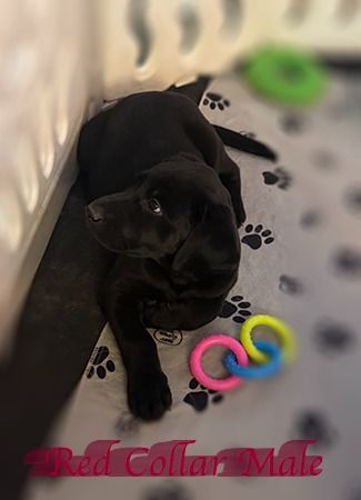 artisan1 15redcollar2sm20