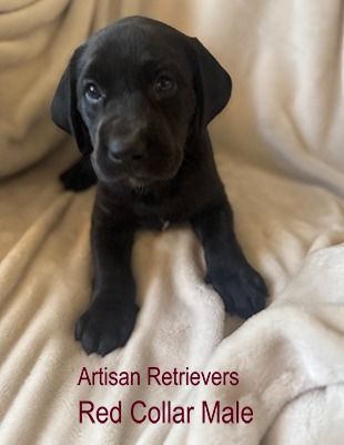 artisan11 2redcollar2sm