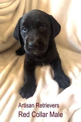 artisan11 2redcollar3sm