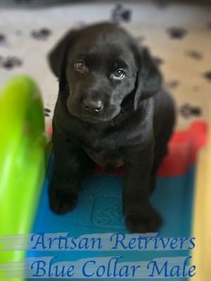 artisan11 7bluecollar1sm