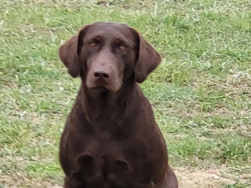 artisansrockstarofcdr pink