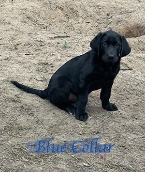 atisanretrievers11 29bluecollar1lsm