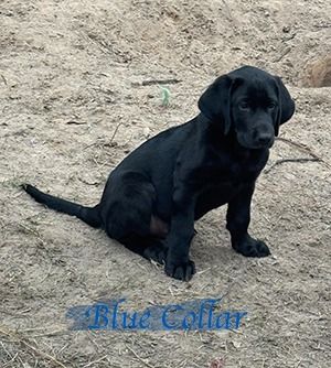 atisanretrievers11 29bluecollar2sm