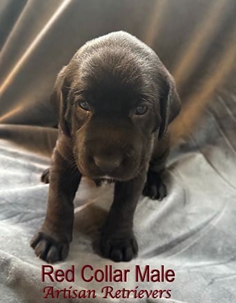 redcollarmale10 24 25 sm