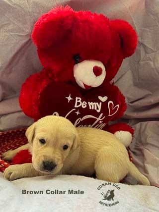 bnsbrowncollarmale2 9 24sm  