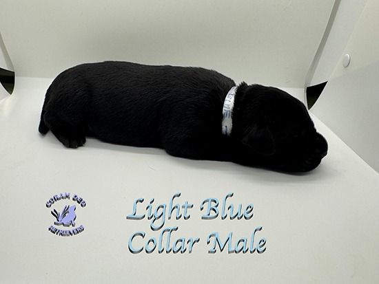 mallardxrose3 8lightbluecollarmale1