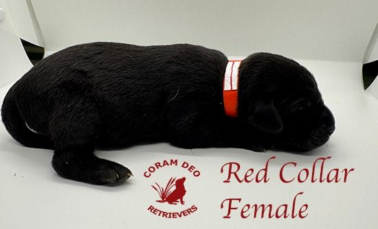 mallardxrose3 8redcollarfemale2