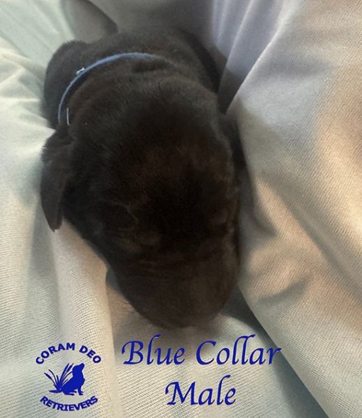 cdrnailsxshadybluecollarmale5 26 26