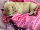 cdrnailsxshadypinkcollarfemale5 30