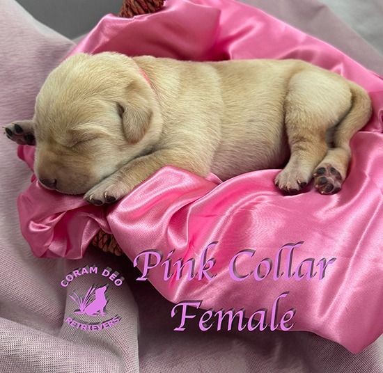 cdrnailsxshadypinkcollarfemale5 30