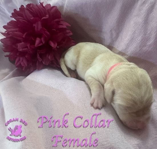 cdrnailsxshadypinkfemale5 26 26