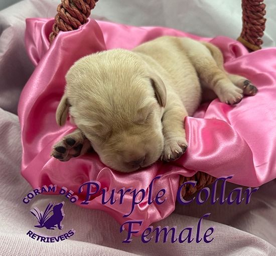cdrnailsxshadypurplrcollarfemale5 30