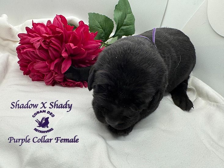 shadowxroose3 8purplecollarfemale1