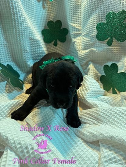 shadowxrose3 14pinkcollarfemale1