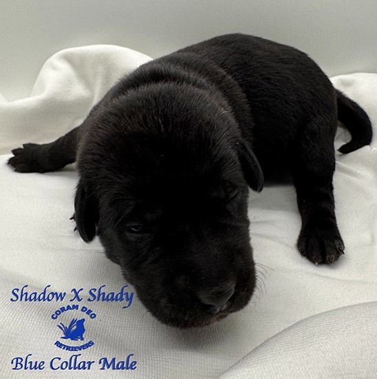 shadowxrosebluecollrmal 28.2 smallignite