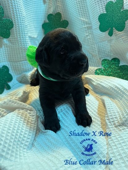 shadowxroswe3 14bluecollarmale2